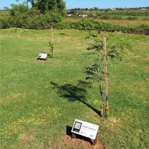 Proyecto de reforestación y acondicionamiento de espacios verdes